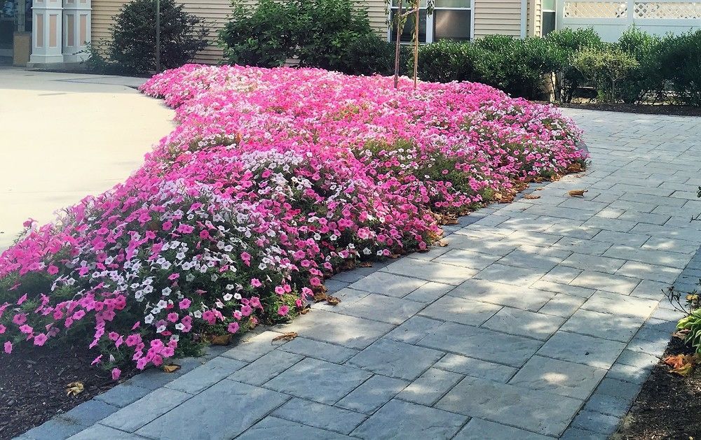 Vacation Village In The Berkshires Hancock Exteriér fotografie Petunia x hybrida